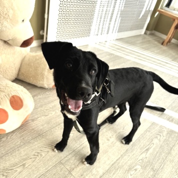 Собаки в добрые руки - Феникс - 3