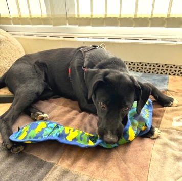 Собаки в добрые руки - Феникс - 4