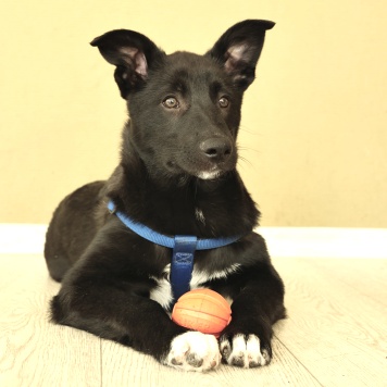 Собаки в добрые руки - Ник