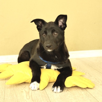 Собаки в добрые руки - Ник - 1