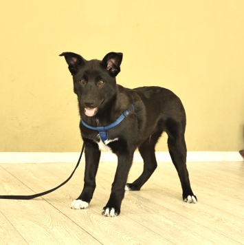 Собаки в добрые руки - Ник - 2