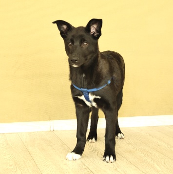 Собаки в добрые руки - Ник - 3