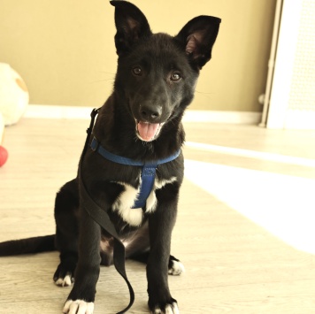 Собаки в добрые руки - Ник - 4