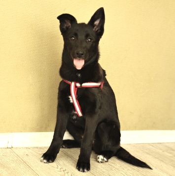 Собаки в добрые руки - Ника