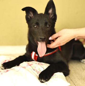 Собаки в добрые руки - Ника - 1