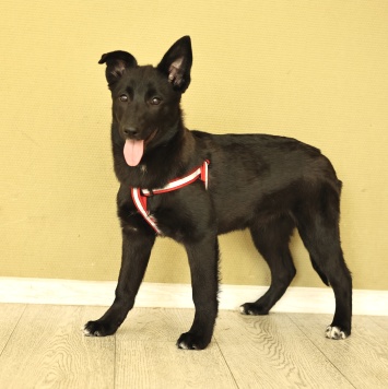 Собаки в добрые руки - Ника - 2