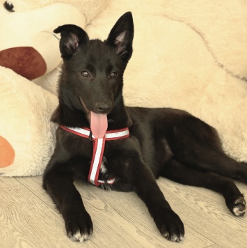 Собаки в добрые руки - Ника - 3