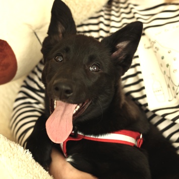 Собаки в добрые руки - Ника - 4