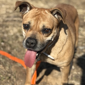 Собаки в добрые руки - Джуди