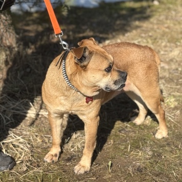 Собаки в добрые руки - Джуди - 1