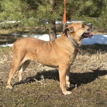 Собаки в добрые руки - Джуди - 2