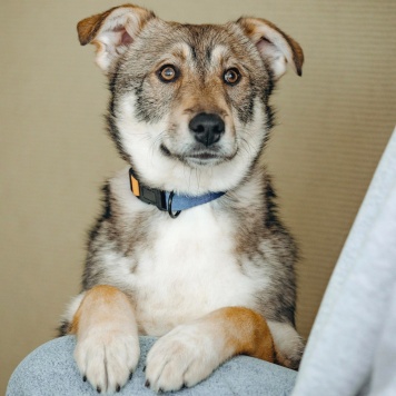 Манка - Собаки в добрые руки