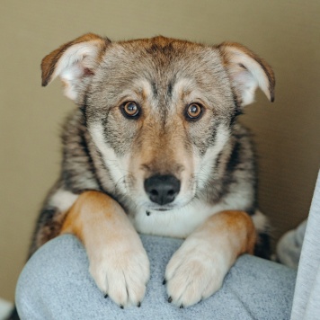 Собаки в добрые руки - Манка - 1