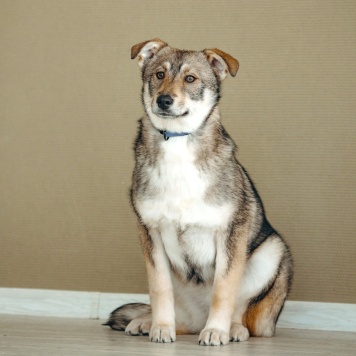 Собаки в добрые руки - Манка - 2