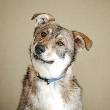 Собаки в добрые руки - Манка - 3