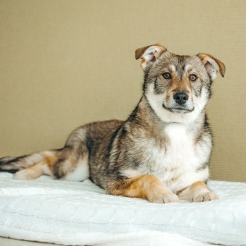 Собаки в добрые руки - Манка - 4