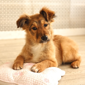 Собаки в добрые руки - Оливка