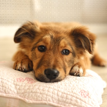 Собаки в добрые руки - Оливка - 1