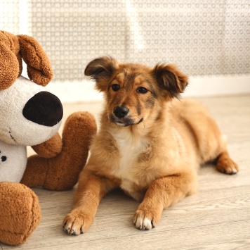 Собаки в добрые руки - Оливка - 2