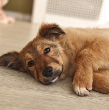 Собаки в добрые руки - Оливка - 3