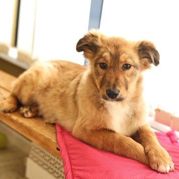 Собаки в добрые руки - Оливка - 4