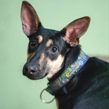 Собаки в добрые руки - Мира