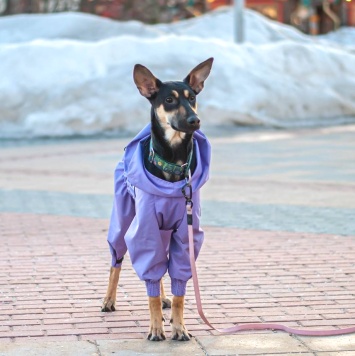 Собаки в добрые руки - Мира - 1