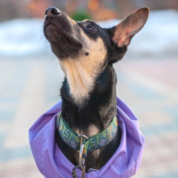 Собаки в добрые руки - Мира - 2