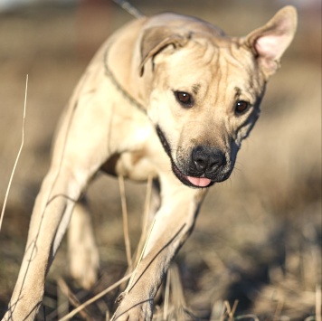 Собаки в добрые руки - Майло