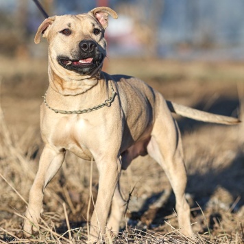 Собаки в добрые руки - Майло - 1