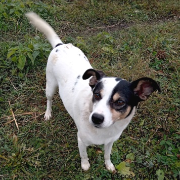 Собаки в добрые руки - Мия