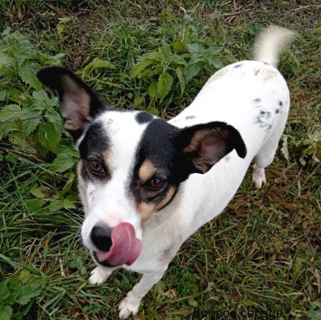 Собаки в добрые руки - Мия - 1