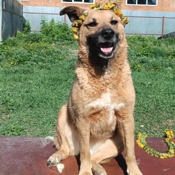 Собаки в добрые руки - Жаклин