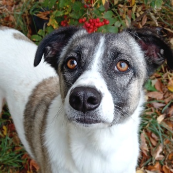 Собаки в добрые руки - Фортуна