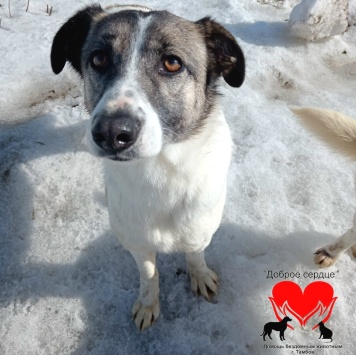 Собаки в добрые руки - Фортуна - 1