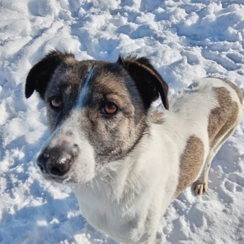 Собаки в добрые руки - Фортуна - 2