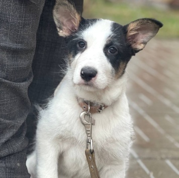 Собаки в добрые руки - Алтай