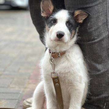 Собаки в добрые руки - Алтай - 1
