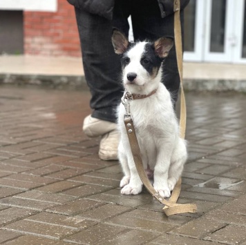 Собаки в добрые руки - Алтай - 2