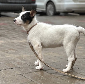 Собаки в добрые руки - Алтай - 3