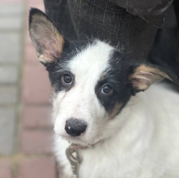 Собаки в добрые руки - Алтай - 4