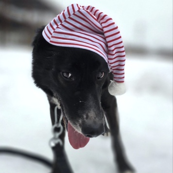 Собаки в добрые руки - Добби