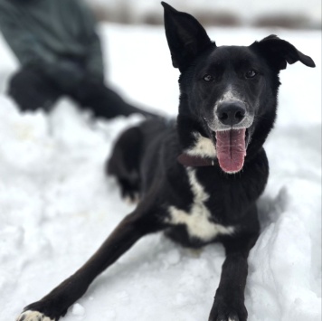 Собаки в добрые руки - Добби - 1