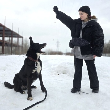 Собаки в добрые руки - Добби - 2