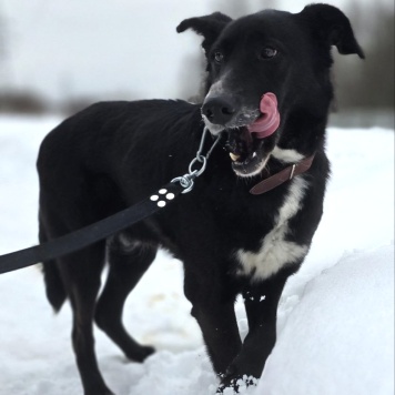 Собаки в добрые руки - Добби - 3