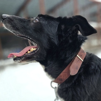 Собаки в добрые руки - Добби - 4