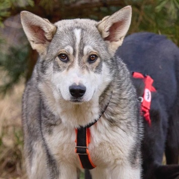 Собаки в добрые руки - Сэм