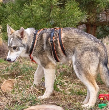 Собаки в добрые руки - Сэм - 1