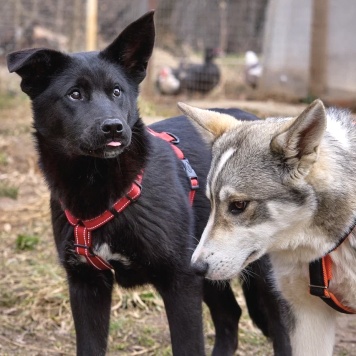 Собаки в добрые руки - Рэм