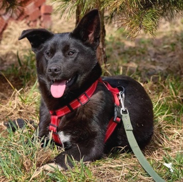 Собаки в добрые руки - Рэм - 1